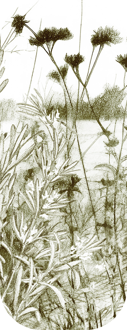 la pluma, el lápiz,
la tinta china,
el carboncillo, la acuarela,
las tintas de color,
las técnicas mixtas la pluma, el lápiz,
la tinta china,
el carboncillo, la acuarela,
las tintas de color,
las técnicas mixtas